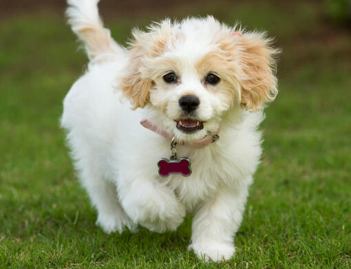 Cavachon puppies hot sale for adoption